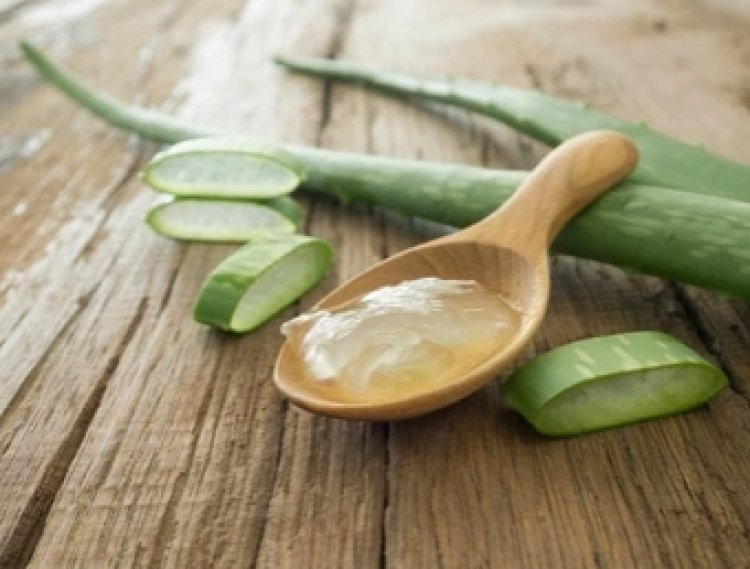 Benefícios da aloe vera para a saúde