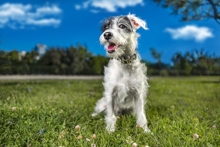 Descubra como deixar seu cachorro mais feliz!